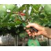 Подвязчик винограда, вьющихся растений и цветов Tapetool BZ-II